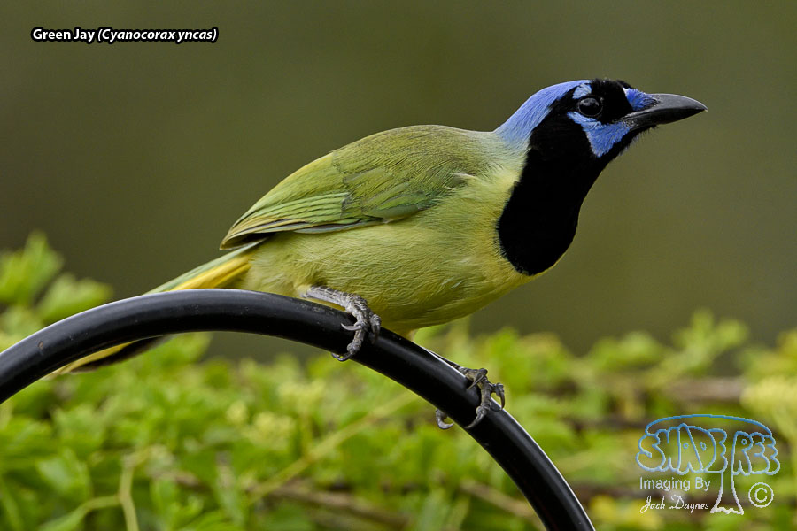 Green Jay - Cyanocorax yncas
