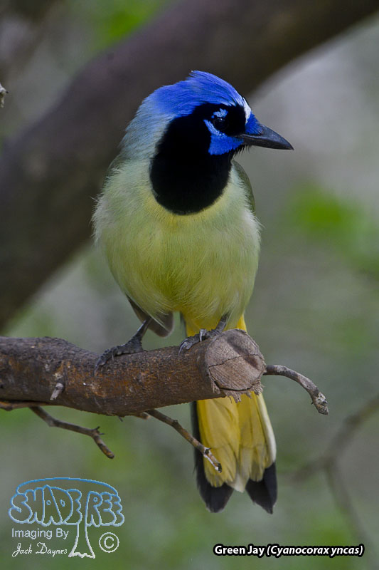 Green Jay - Cyanocorax yncas