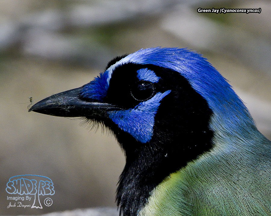 Green Jay - Cyanocorax yncas