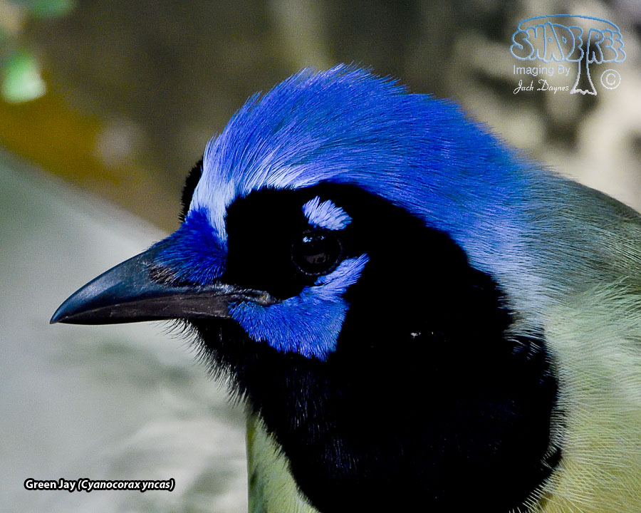 Green Jay - Cyanocorax yncas