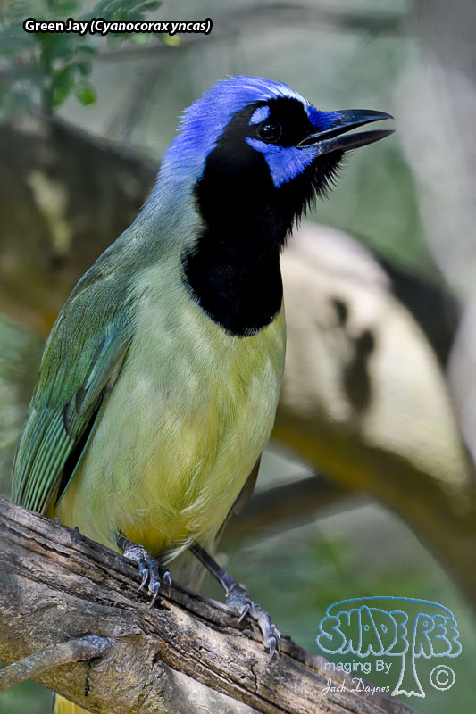 Green Jay - Cyanocorax yncas