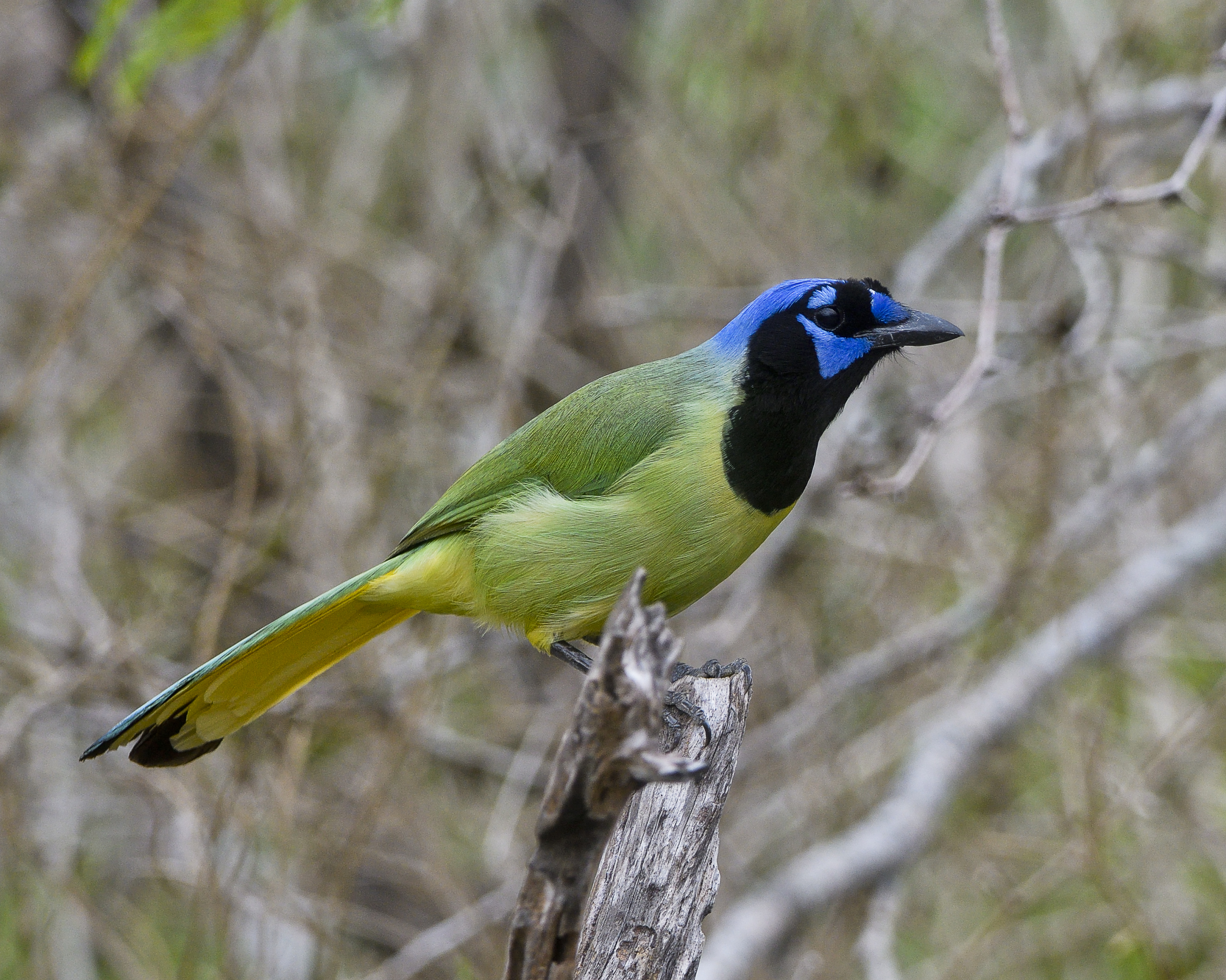 Green Jay - Cyanocorax yncas