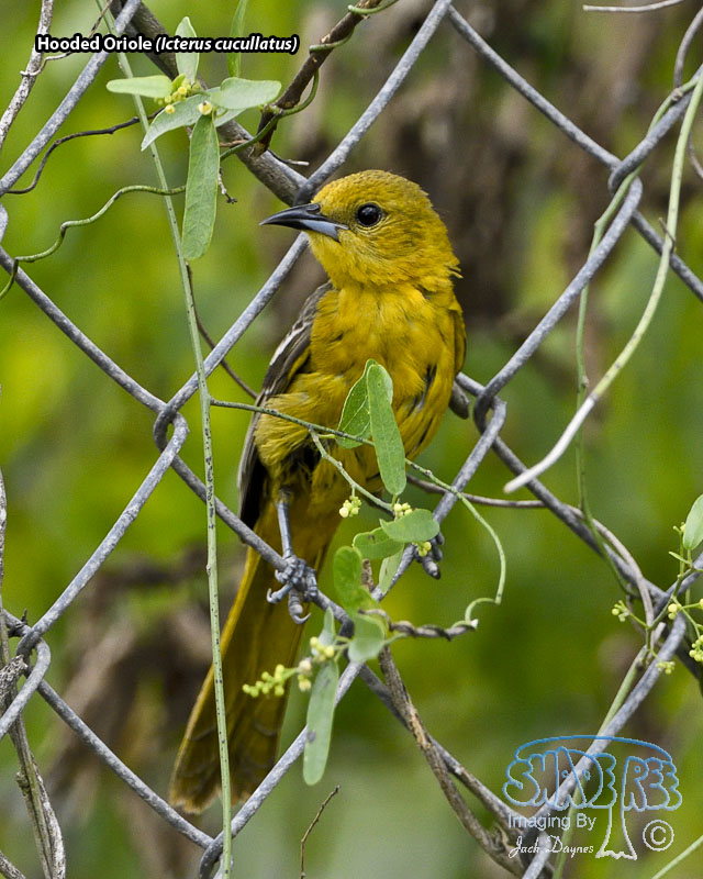 Hooded Oriole - Icterus cucullatus