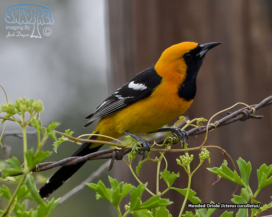 Hooded Oriole - Icterus cucullatus