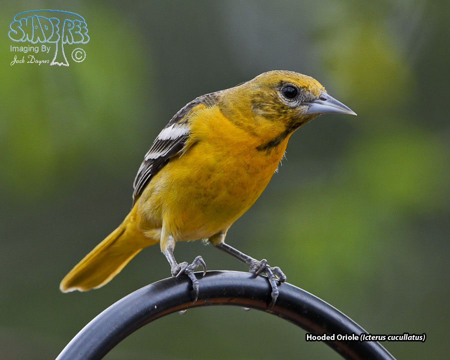 Hooded Oriole - Icterus cucullatus