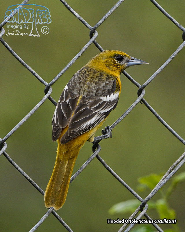 Hooded Oriole - Icterus cucullatus