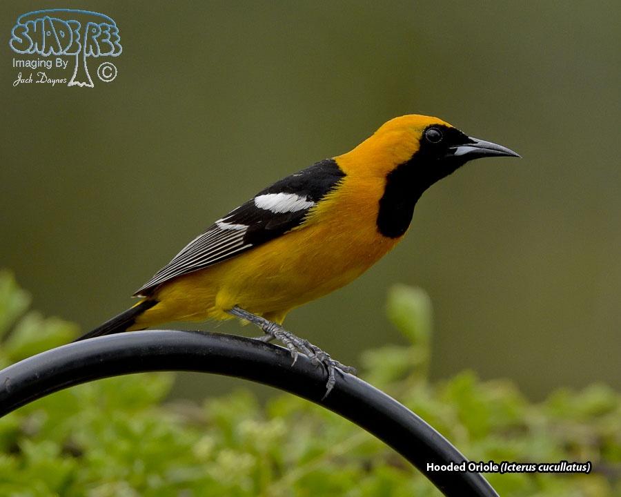 Hooded Oriole - Icterus cucullatus