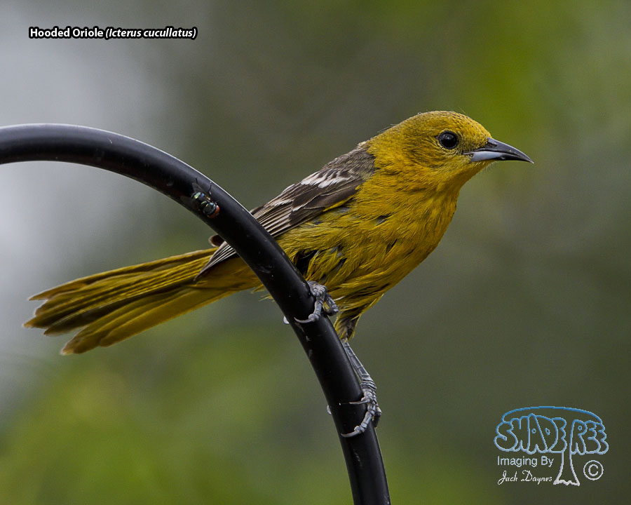 Hooded Oriole - Icterus cucullatus