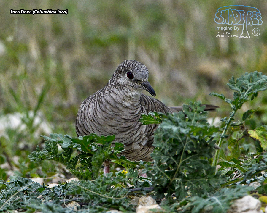 Inca Dove - Columbina inca