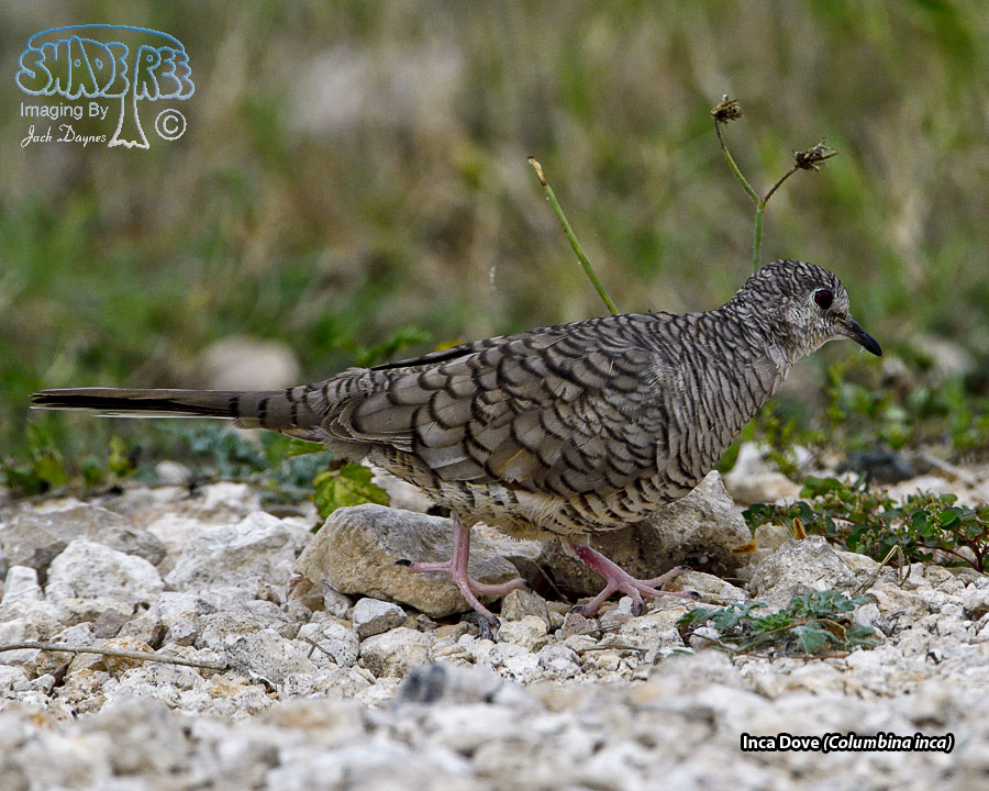 Inca Dove - Columbina inca
