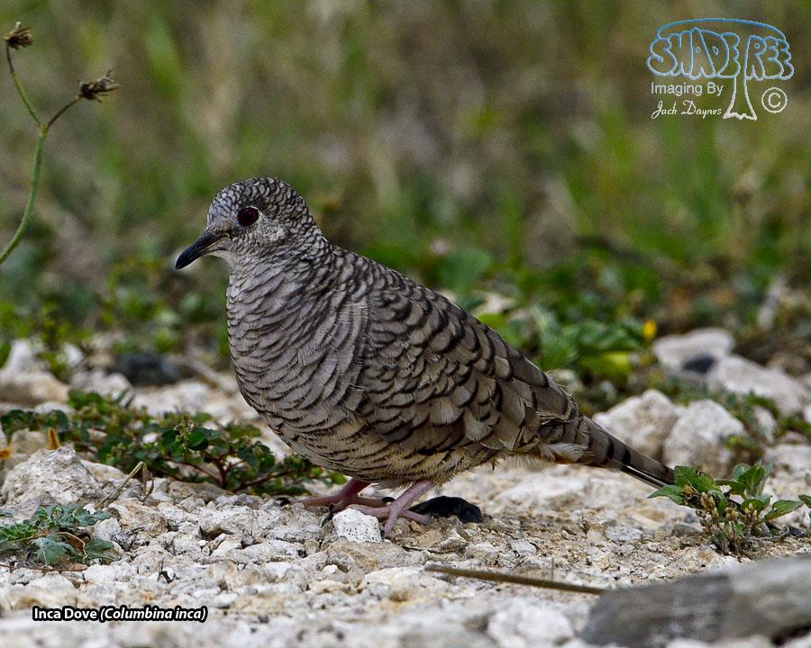 Inca Dove - Columbina inca