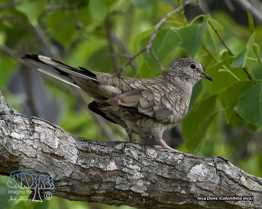 Inca Dove - Columbina inca