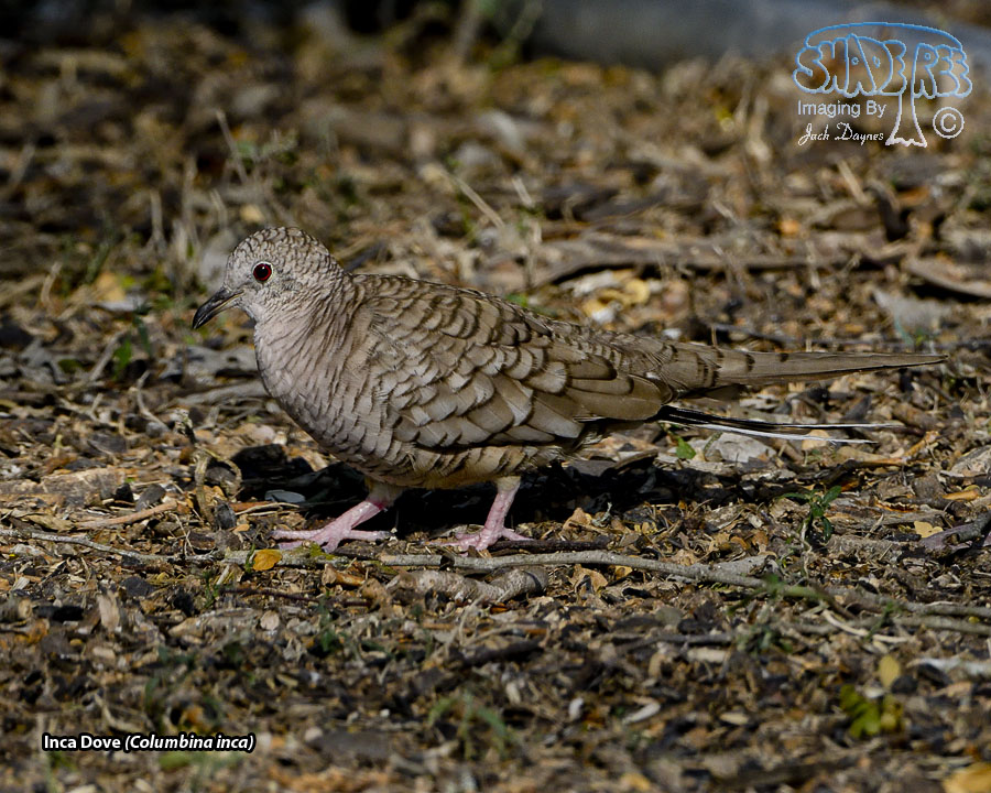 Inca Dove - Columbina inca