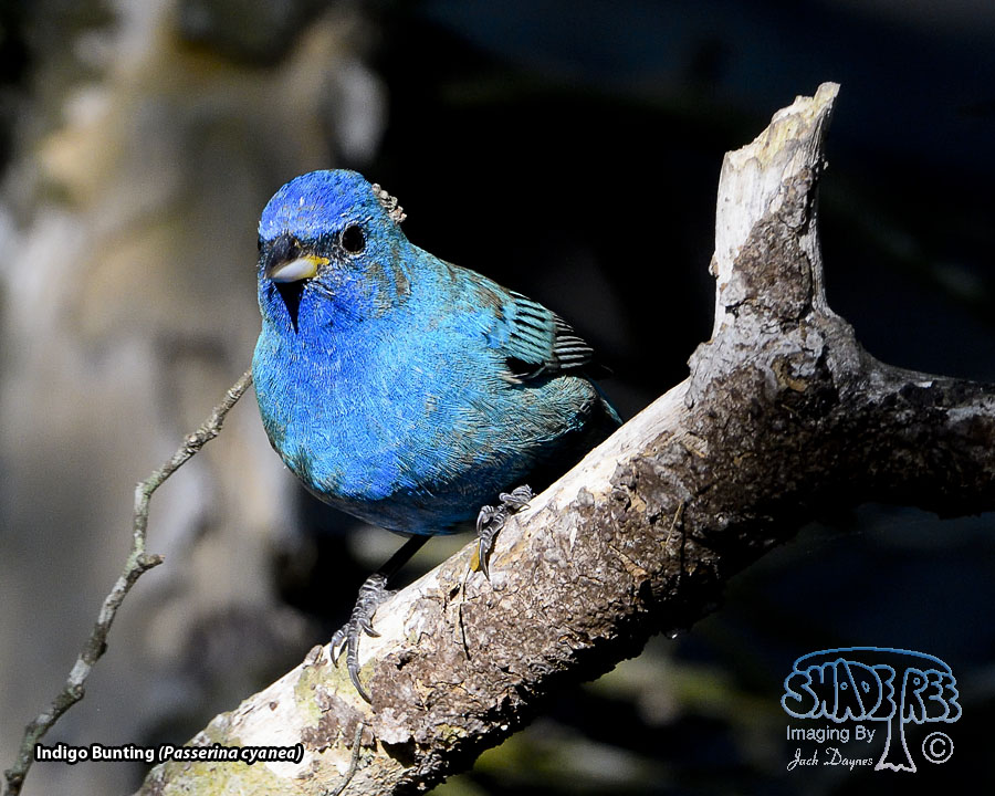 Indigo Bunting - Passerina cyanea