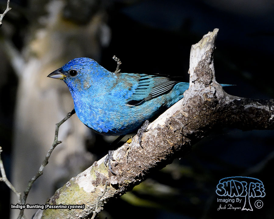 Indigo Bunting - Passerina cyanea