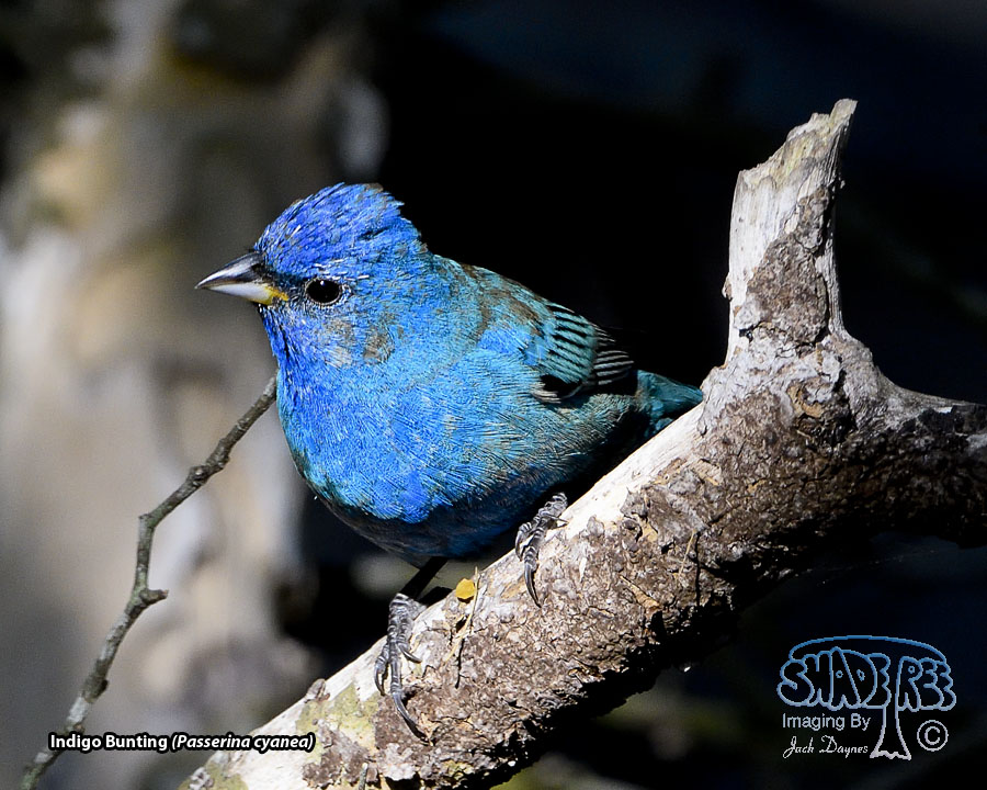 Indigo Bunting - Passerina cyanea