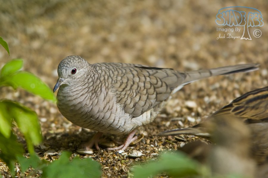 Inca Dove - Columbina inca