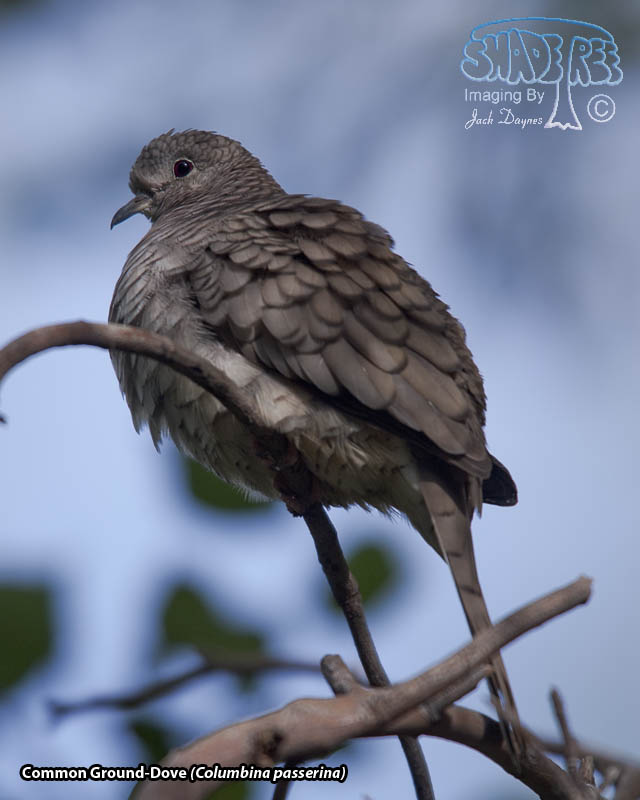 Inca Dove - Columbina inca