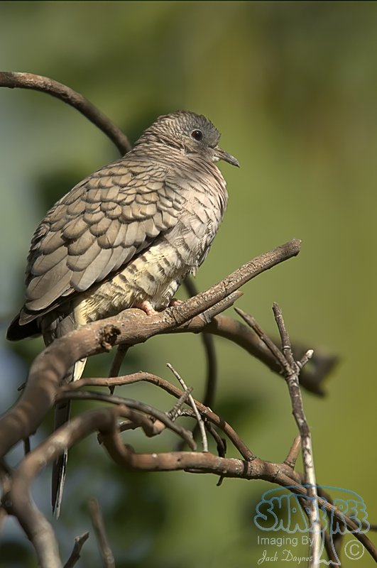 Inca Dove - Columbina inca
