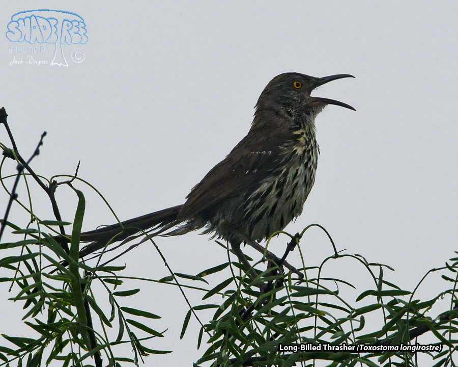 Long-Billed Thrasher - Toxostoma longirostre