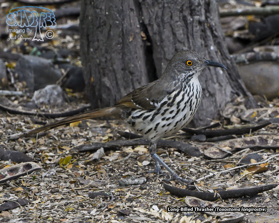 Long-Billed Thrasher - Toxostoma longirostre