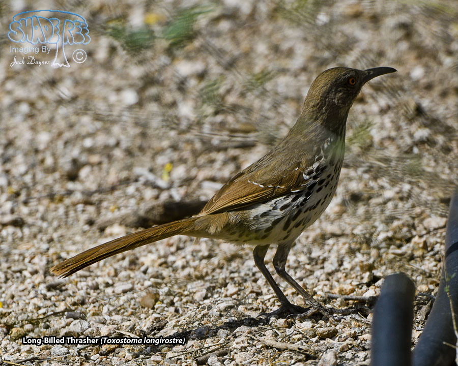 Long-Billed Thrasher - Toxostoma longirostre