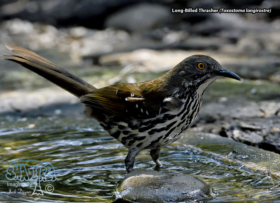 Long-Billed Thrasher - Toxostoma longirostre
