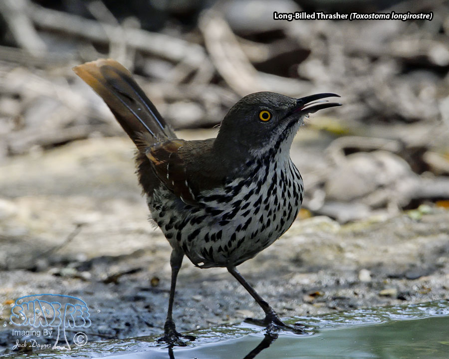 Long-Billed Thrasher - Toxostoma longirostre