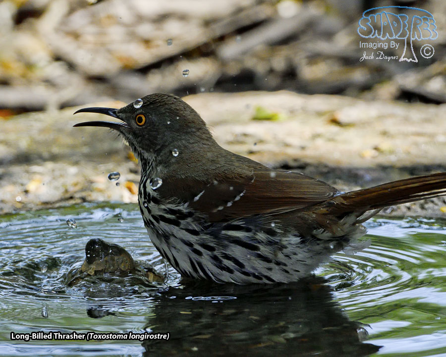 Long-Billed Thrasher - Toxostoma longirostre
