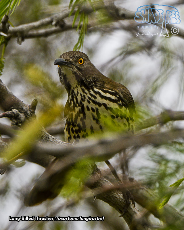 Long-Billed Thrasher - Toxostoma longirostre
