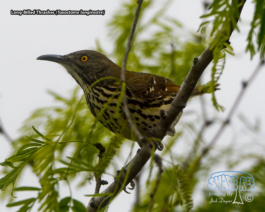 Long-Billed Thrasher - Toxostoma longirostre