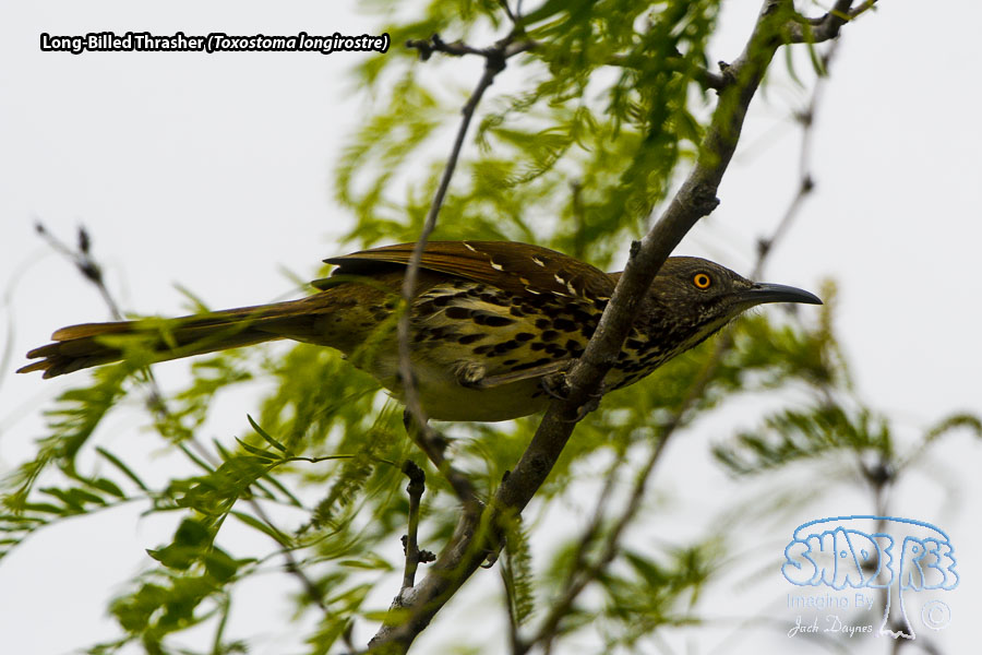 Long-Billed Thrasher - Toxostoma longirostre