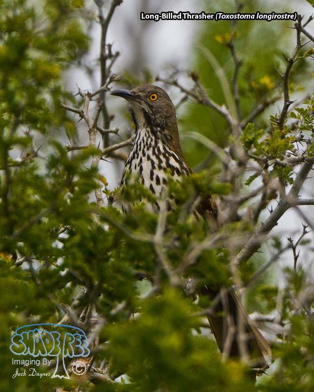 Long-Billed Thrasher - Toxostoma longirostre