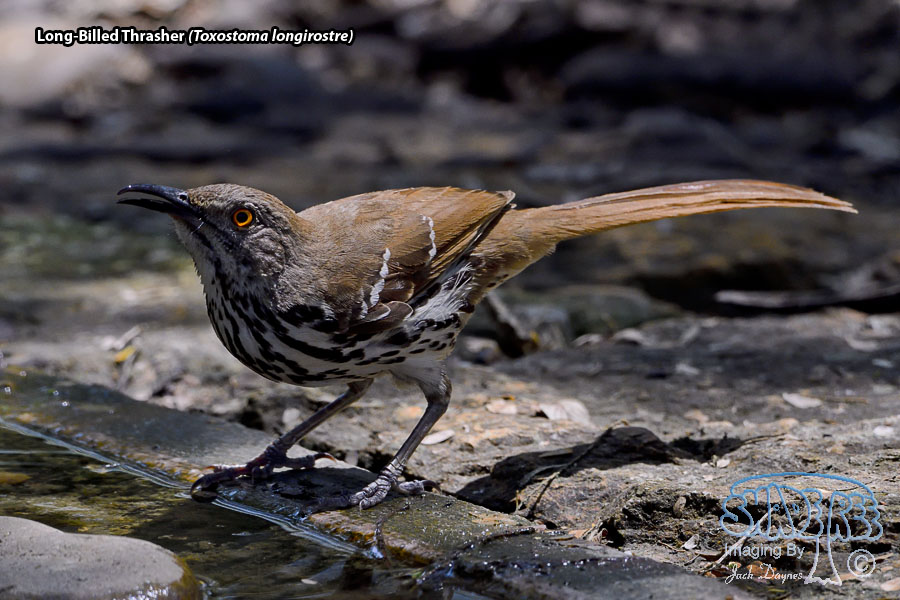 Long-Billed Thrasher - Toxostoma longirostre