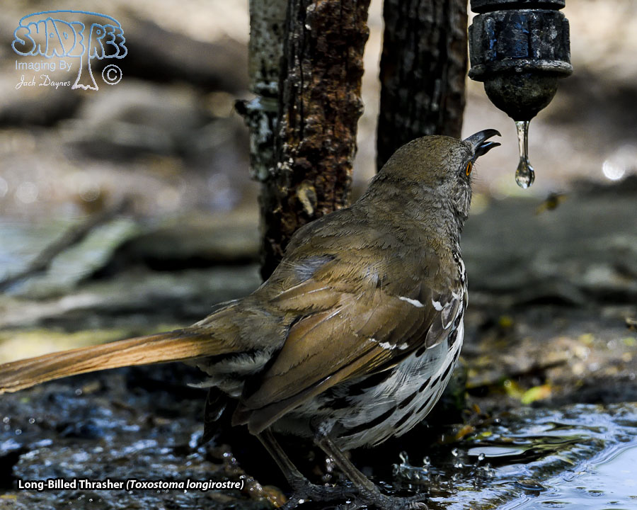 Long-Billed Thrasher - Toxostoma longirostre