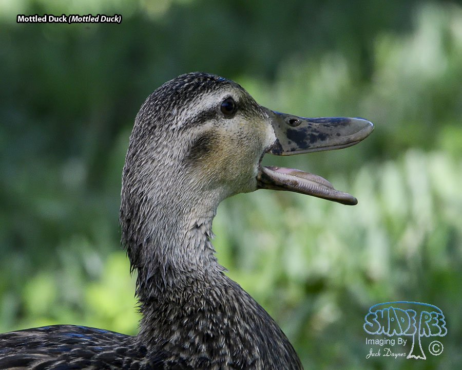 Mottled Duck - Anas fulvigula