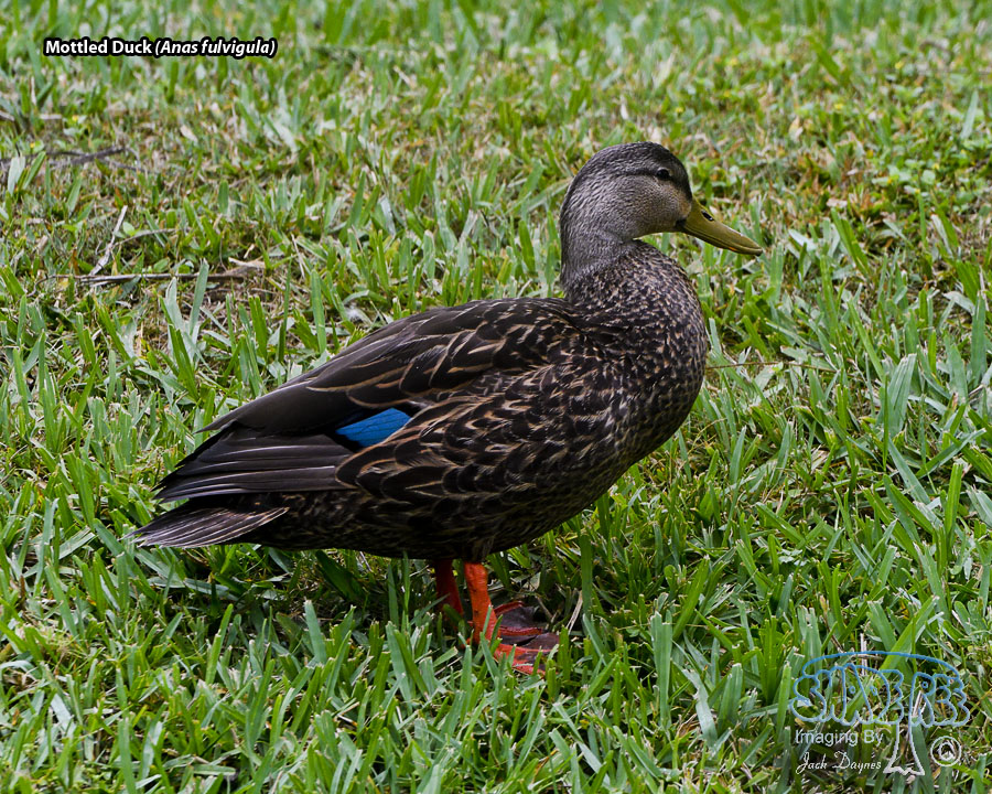 Mottled Duck - Anas fulvigula