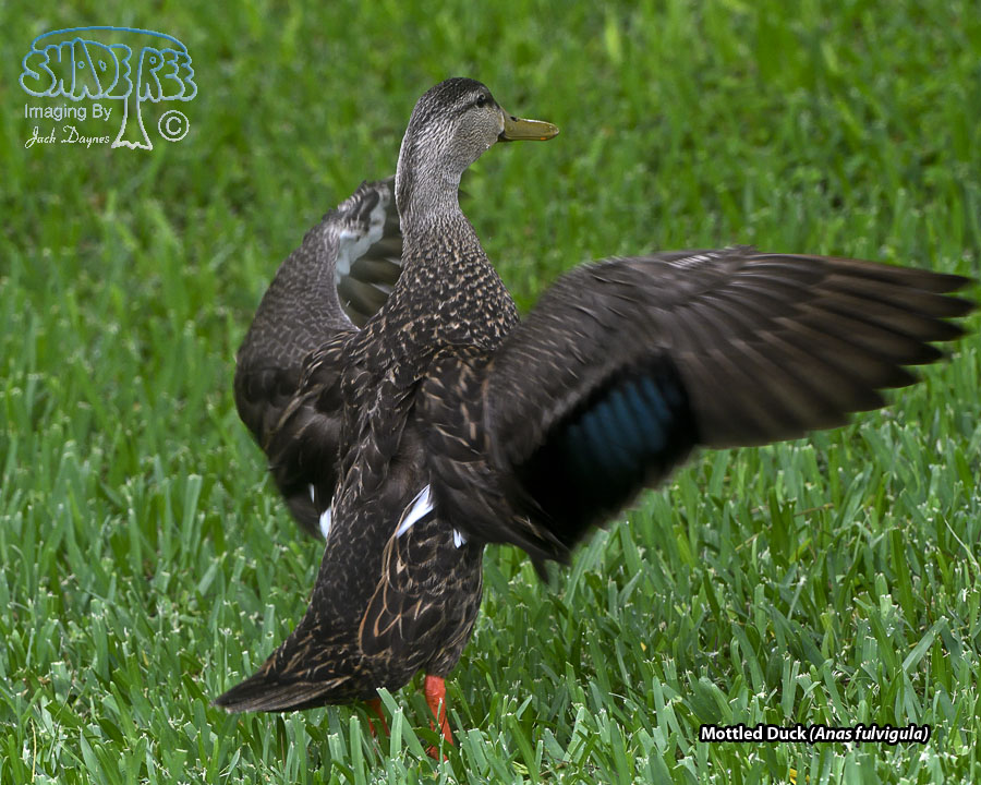 Mottled Duck - Anas fulvigula