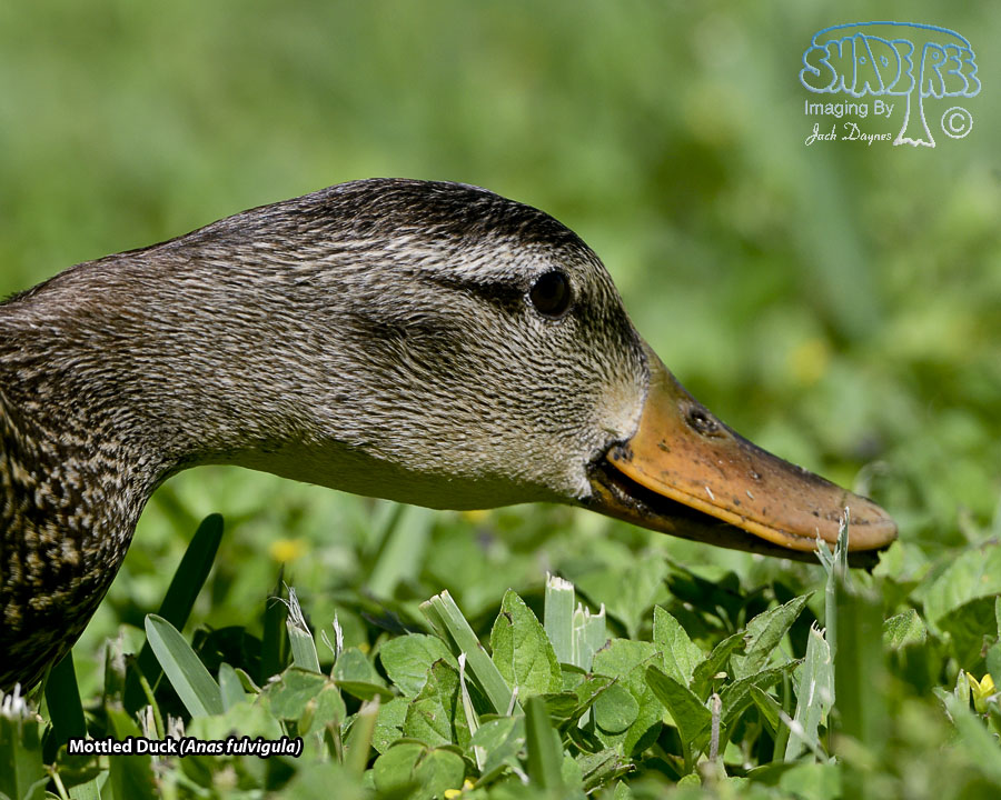 Mottled Duck - Anas fulvigula