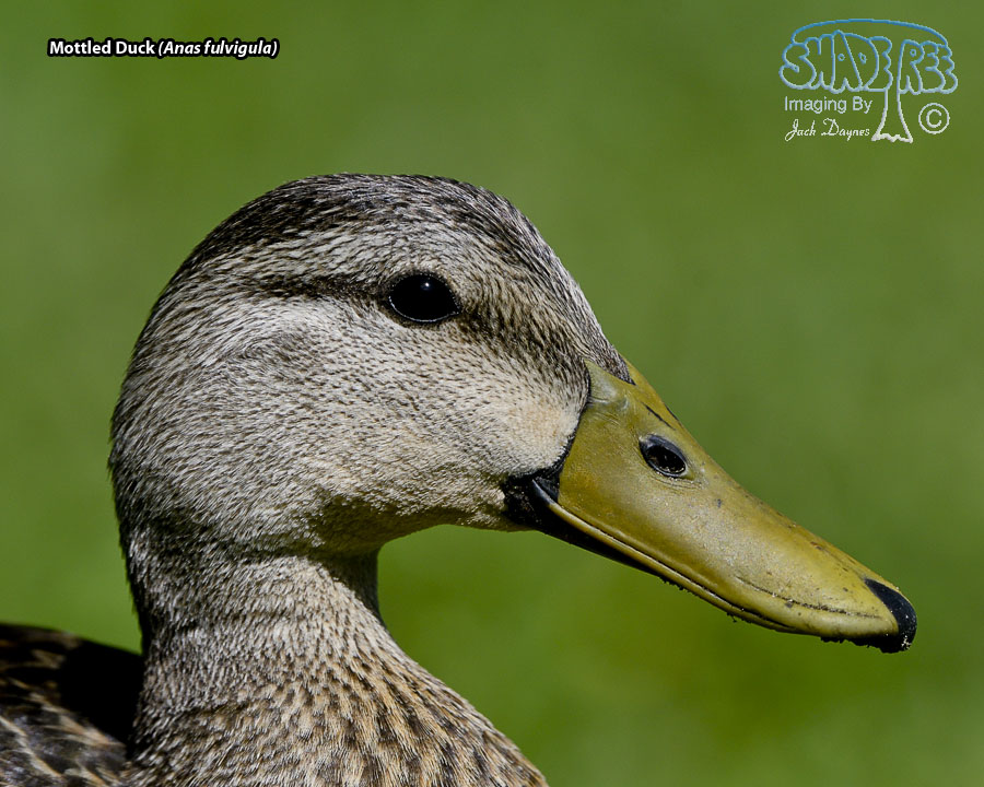 Mottled Duck - Anas fulvigula