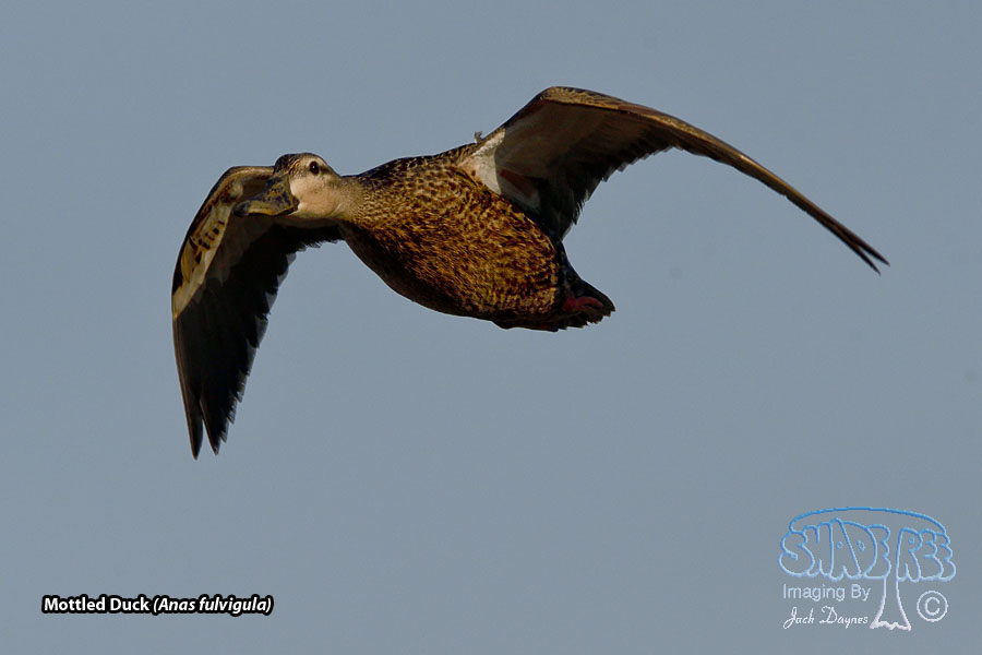 Mottled Duck - Anas fulvigula