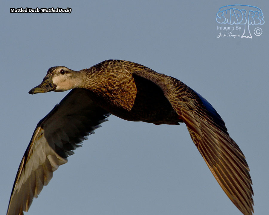Mottled Duck - Anas fulvigula