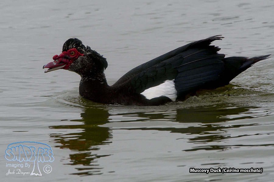 Muscovy Duck - Cairina moschata