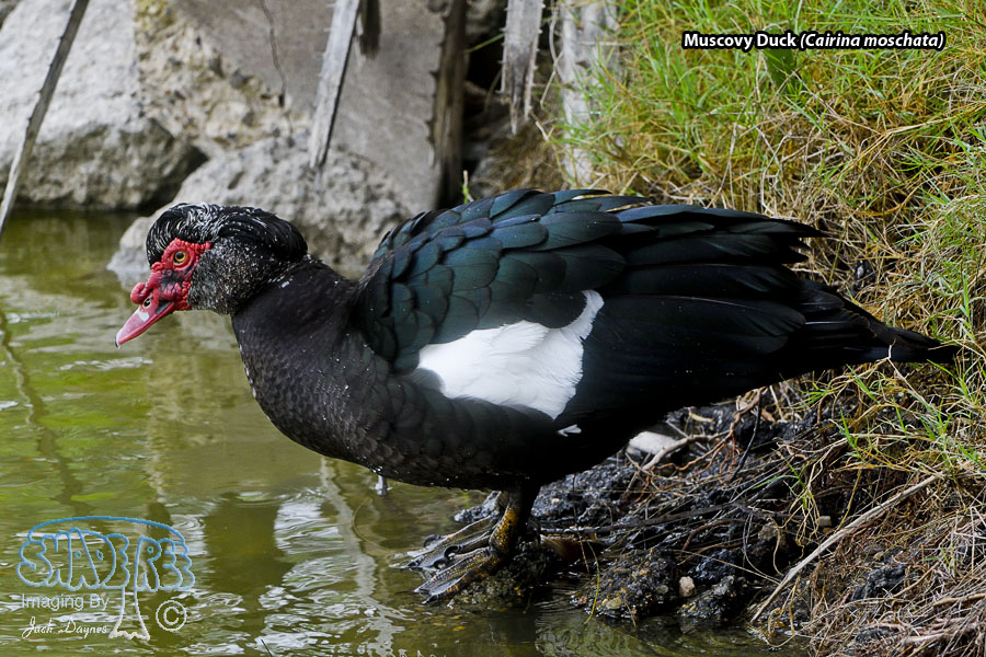 Muscovy Duck - Cairina moschata
