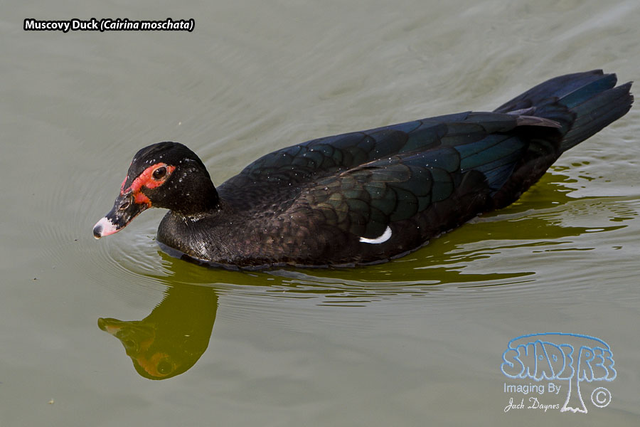 Muscovy Duck - Cairina moschata