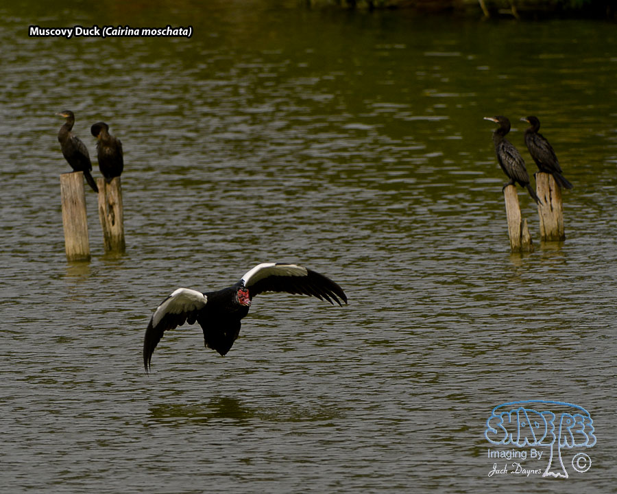 Muscovy Duck - Cairina moschata