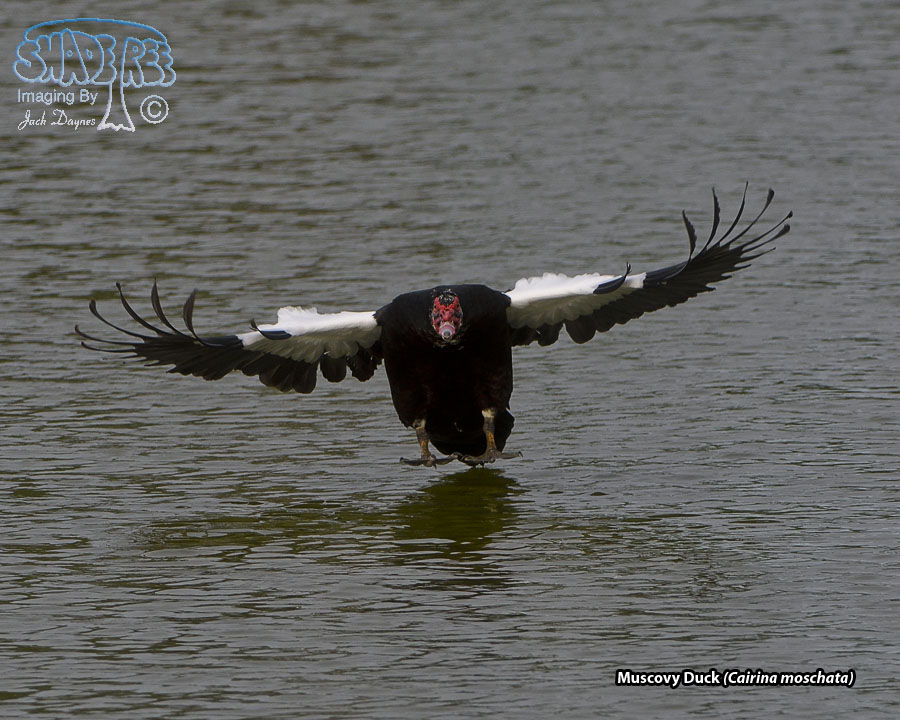 Muscovy Duck - Cairina moschata