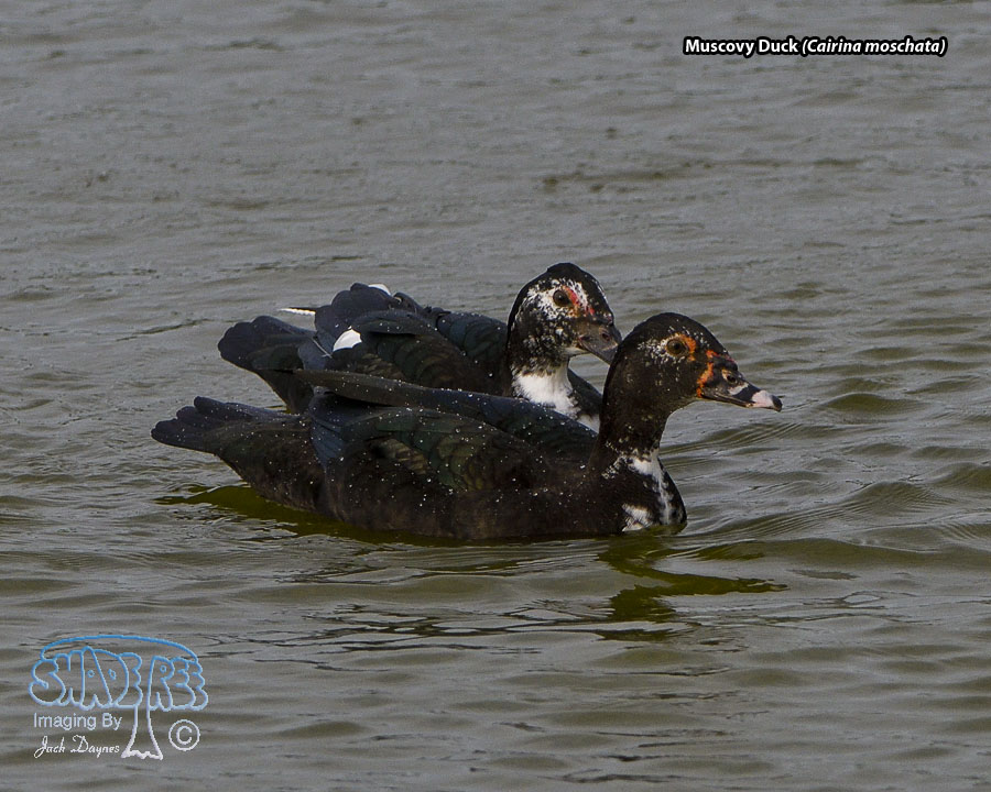 Muscovy Duck - Cairina moschata