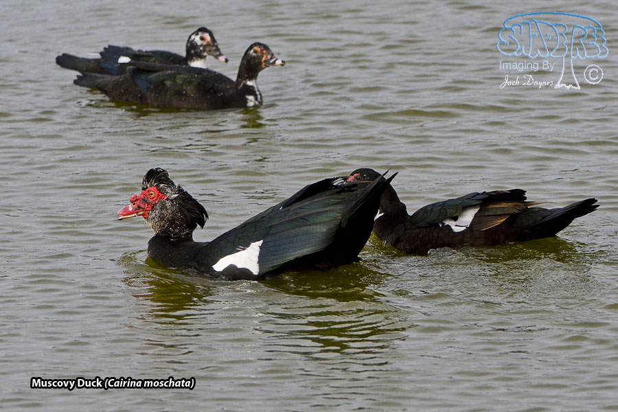 Muscovy Duck - Cairina moschata