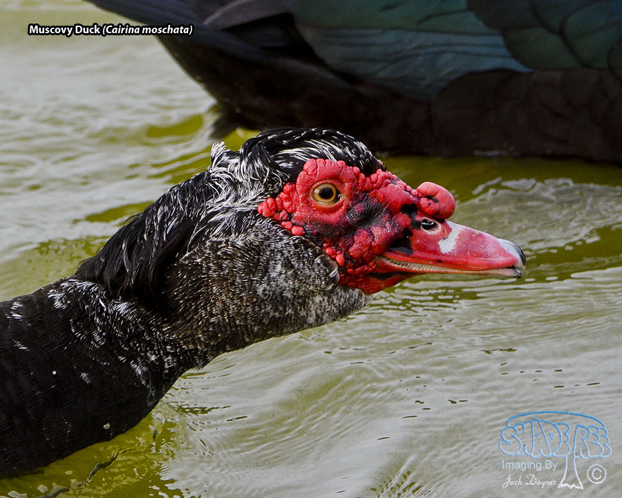 Muscovy Duck - Cairina moschata